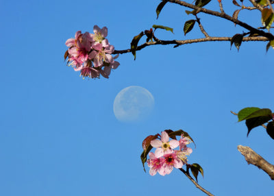 Flower Full Moon Pop Up: Blossom Together in Helsinki